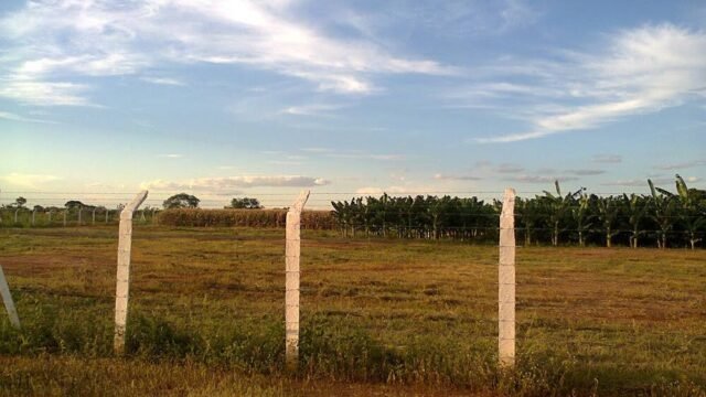 Área Experimental da Estação de Tratamento de Esgoto – COPASA em Janaúba