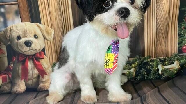 Banho e tosa CãoPeão em Janaúba