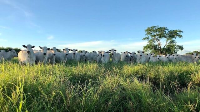 BYO Agropecuária em Janaúba
