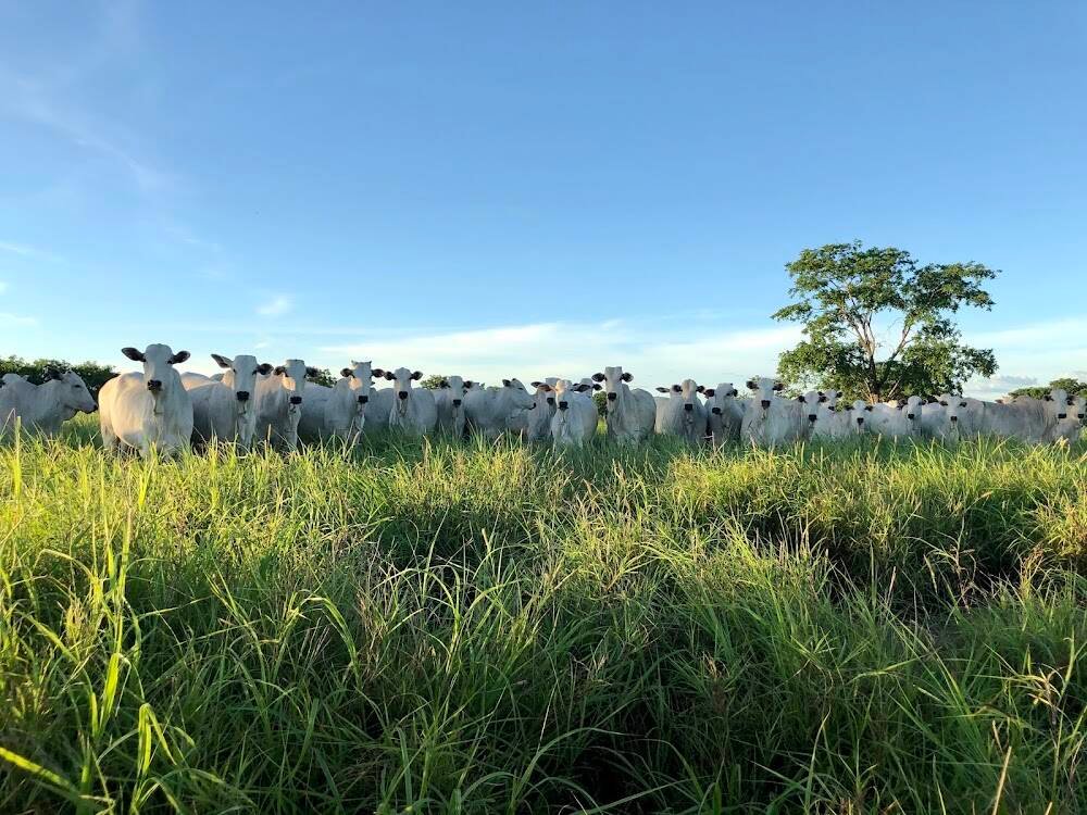 BYO Agropecuária – Agropecuárias em Janaúba