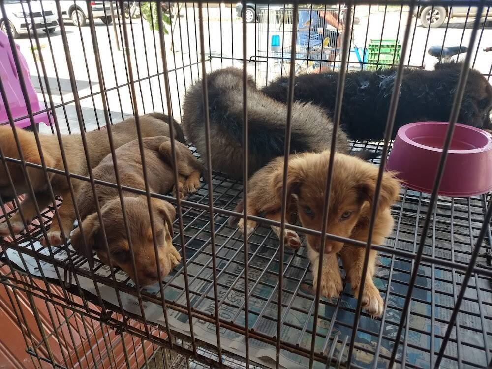 Casa Da Ração – Tratores e máquinas agrícolas em Janaúba