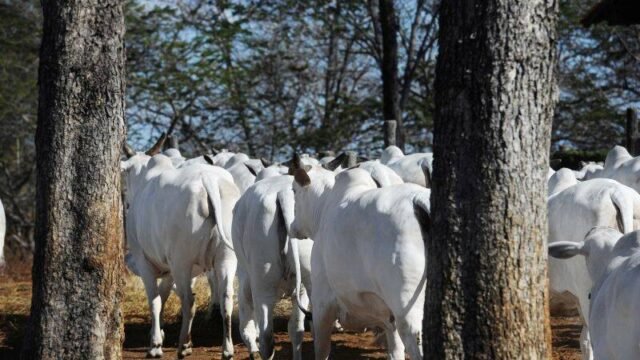 Colonial Agropecuária LTDA em Janaúba