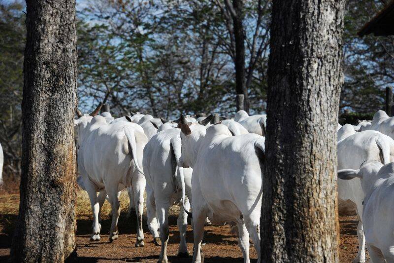 Colonial Agropecuária LTDA – Produtores rurais e sítios em Janaúba