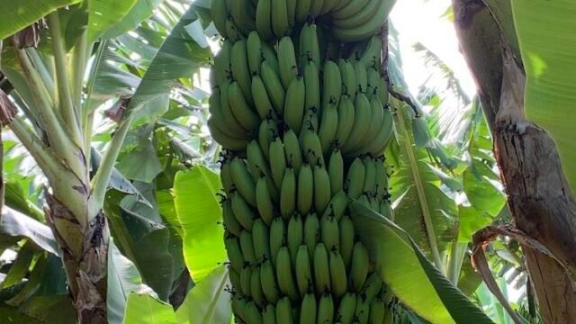 EBM FRUTAS LTDA em Janaúba