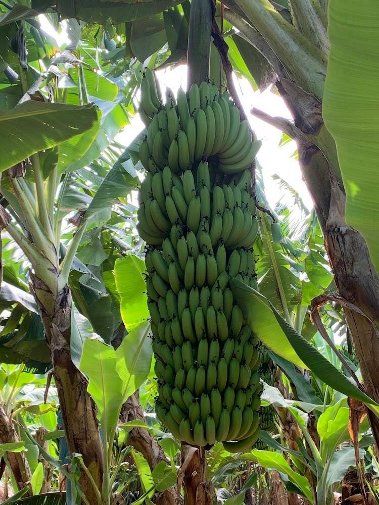EBM FRUTAS LTDA – Mercearias e Hortifrúti em Janaúba