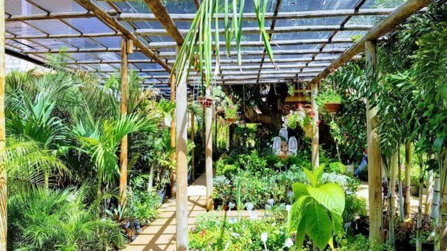 Elka Flores e Jardins Ltda em Janaúba
