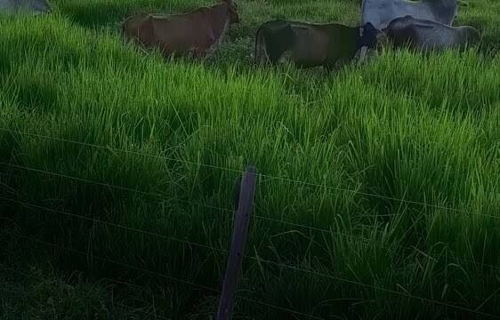 Fazenda Terra Nova em Janaúba
