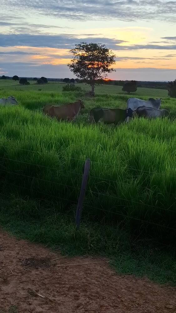 Fazenda Terra Nova – Outros Serviços em Janaúba