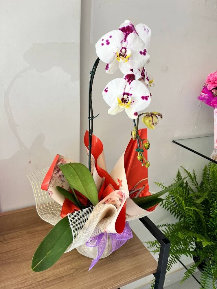 Floricultura Gabi Flores encanto – Floriculturas em Janaúba