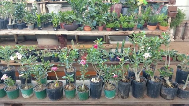 Floricultura Mundo Verde em Janaúba