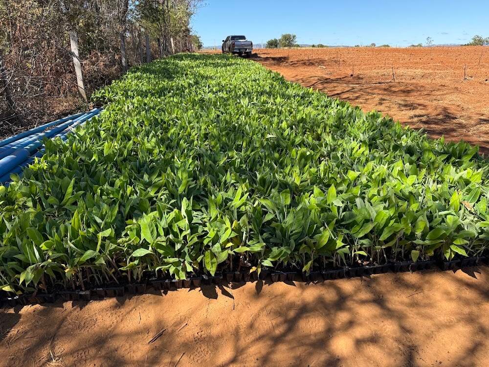Frutas Monte Santo – Produtores rurais e sítios em Janaúba