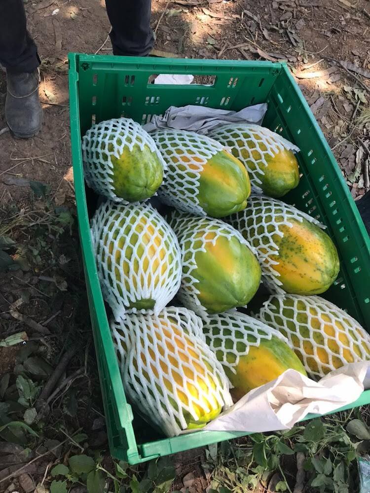 Frutas Show – Mercearias e Hortifrúti em Janaúba