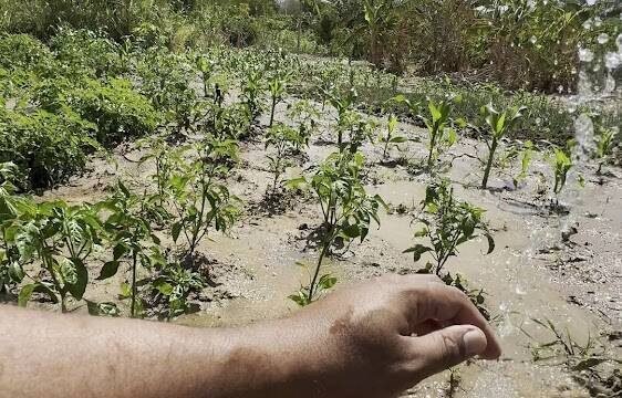 🌱Horta 100% orgânica em Janaúba