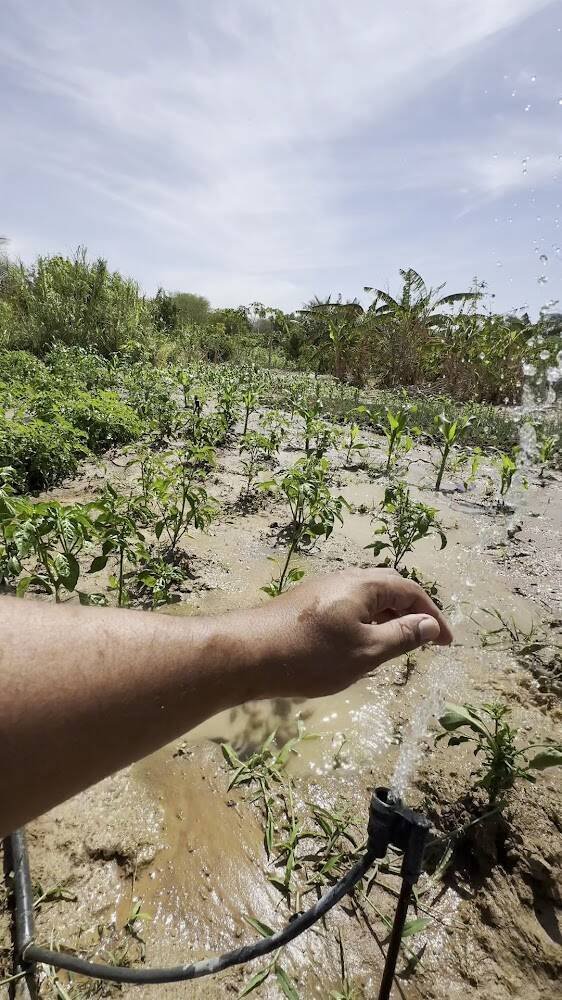 🌱Horta 100% orgânica – Produtores rurais e sítios em Janaúba