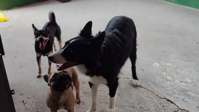 Hotel para cachorro Espaço Pet em Janaúba