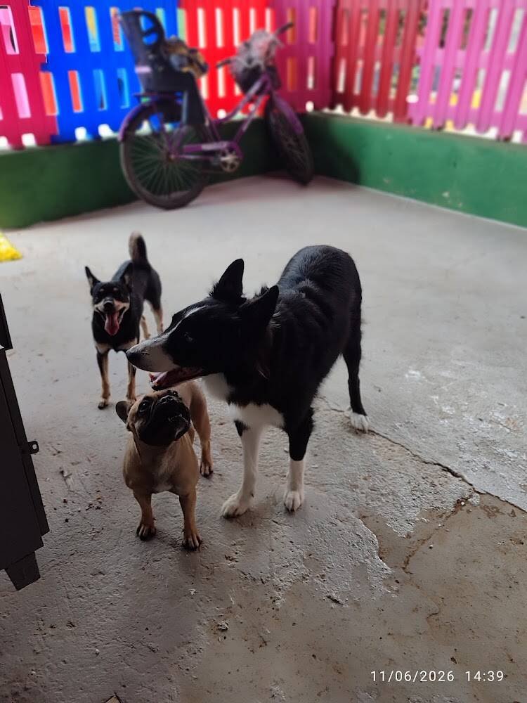 Hotel para cachorro Espaço Pet – Pet Shops em Janaúba