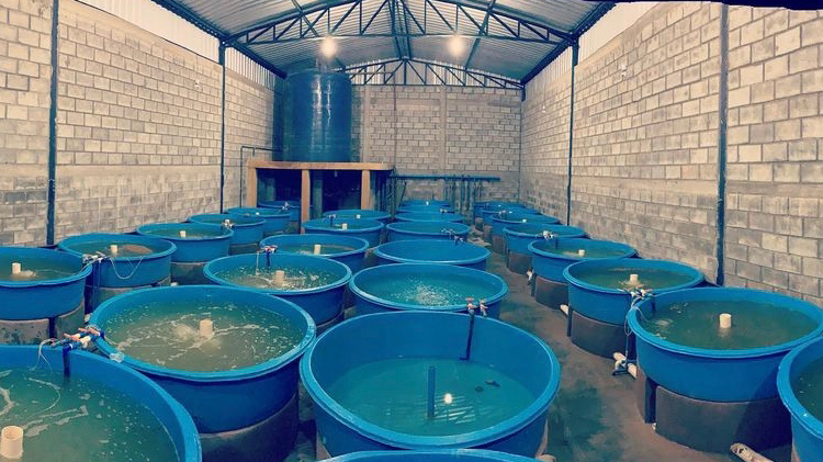 Multipeixes Agropecuária – Produtores rurais e sítios em Janaúba