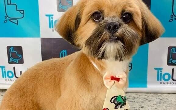 PET SHOP E BANHO E TOSA TIO LUIZ em Janaúba