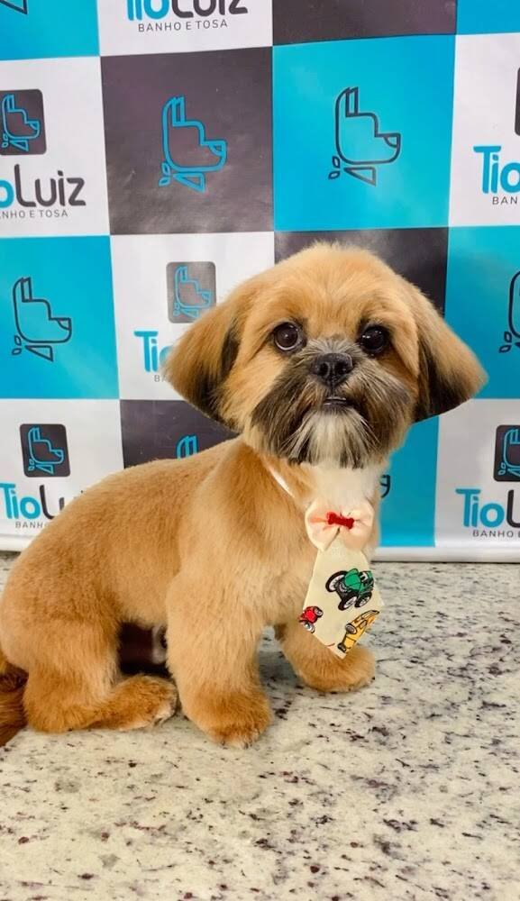 PET SHOP E BANHO E TOSA TIO LUIZ – Pet Shops em Janaúba