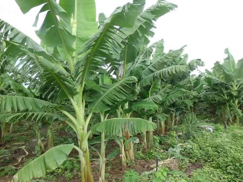 SÍTIO DO COELHO – Produtores rurais e sítios em Janaúba