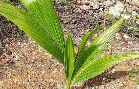 Sítio Jardim da Lúcia em Janaúba