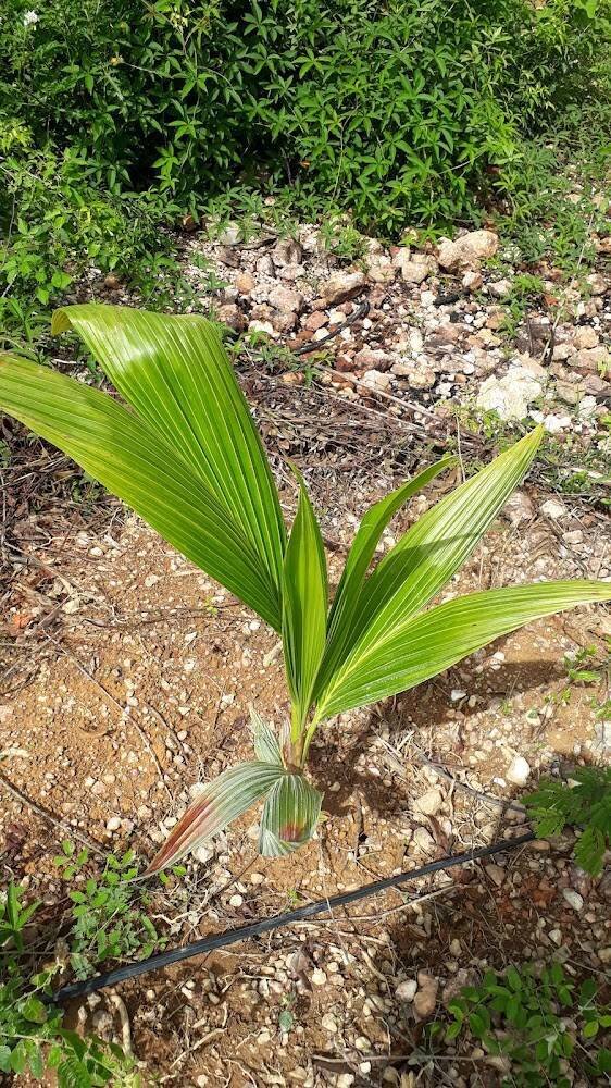 Sítio Jardim da Lúcia – Produtores rurais e sítios em Janaúba