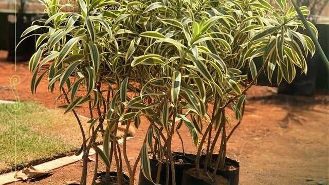 SOL NASCENTE – PLANTAS E JARDINS em Janaúba