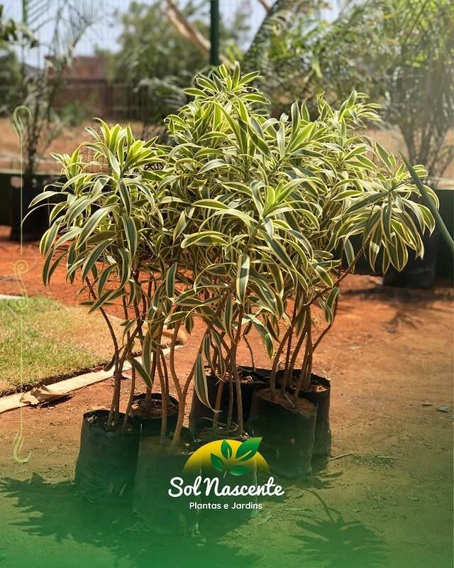 SOL NASCENTE - PLANTAS E JARDINS – Floriculturas em Janaúba