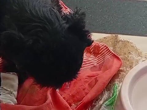 SOS CLÍNICA VETERINÁRIA em Janaúba
