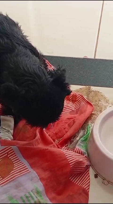 SOS CLÍNICA VETERINÁRIA – Veterinários em Janaúba