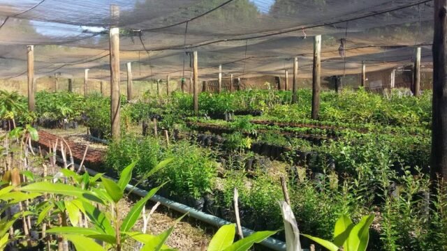 Viveiro Unimontes em Janaúba